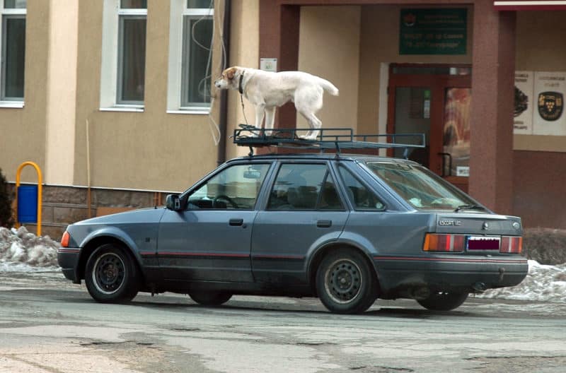 Dog on a roof rack