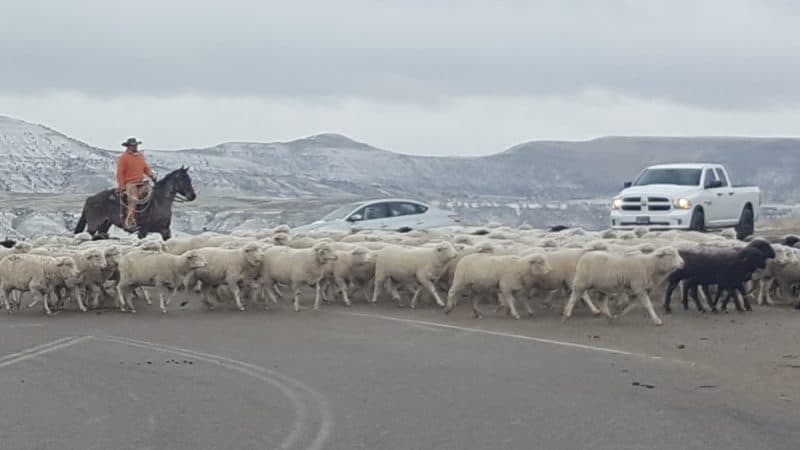 Herding across roads